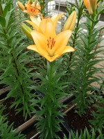 [5081 Royal Trinity No01.JPG]